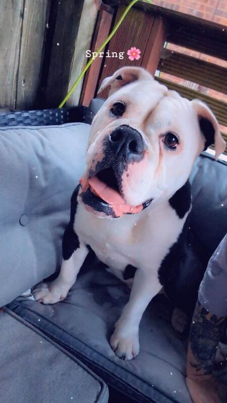 Old thyme English bulldog