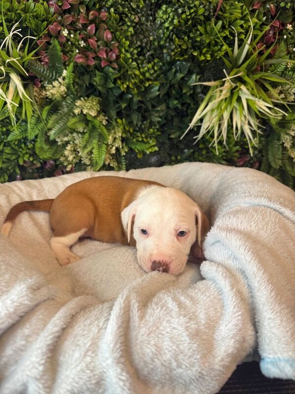 English Bulldog Puppies For Sale Under £1,000