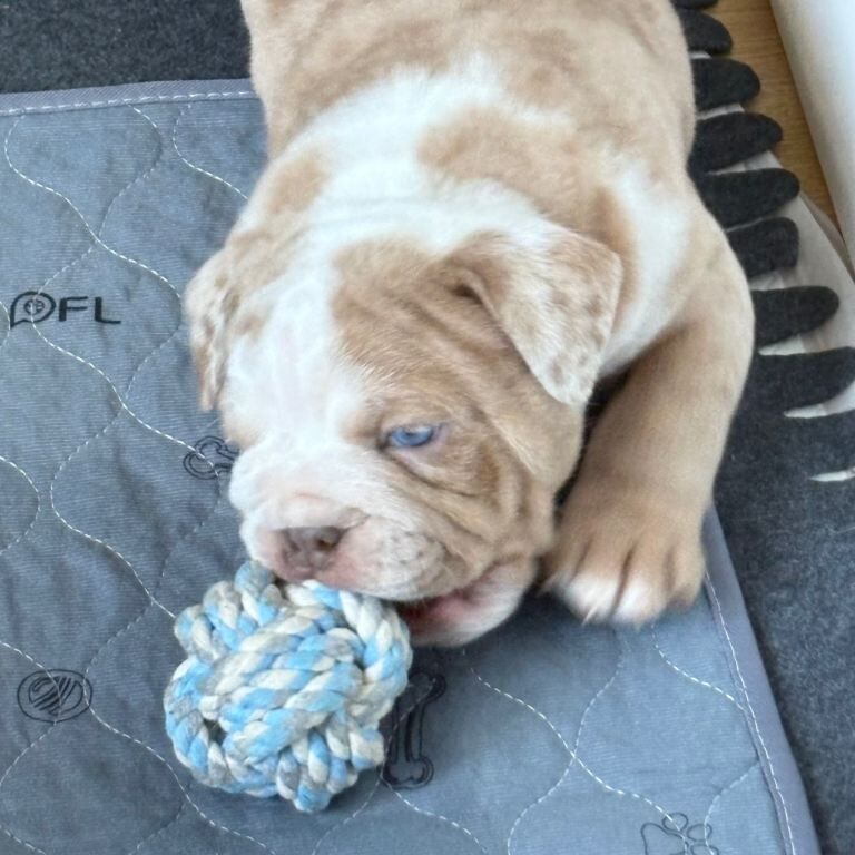 Old tyme bull dog puppy - Image 2 of 4