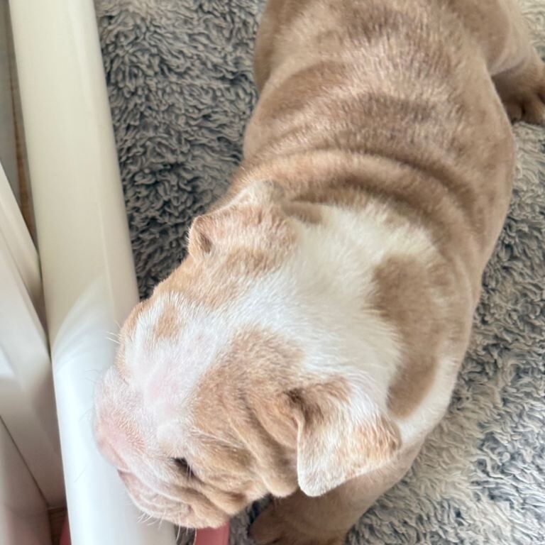 Old tyme bull dog puppy - Image 3 of 4