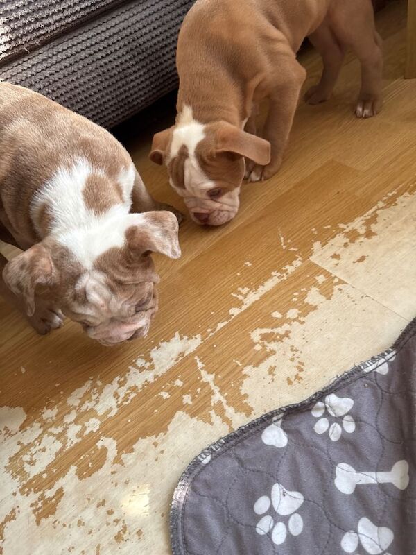 Old tyme bull dog puppy - Image 4 of 4