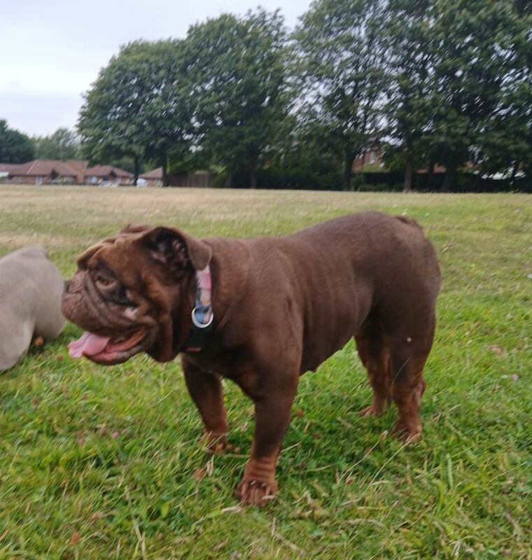 Old tyme bulldog