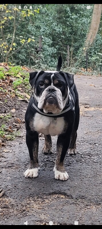 English Bulldog Puppies For Sale Under £1,000