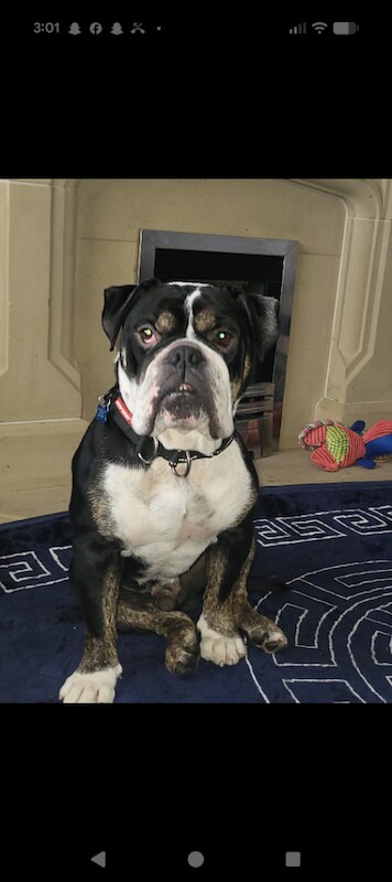 Old Tyme bulldog - Image 2 of 2