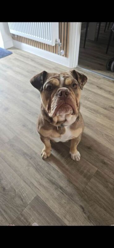 Old Tyme Bulldog