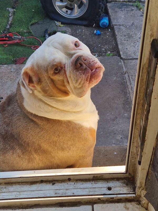 English Bulldog Puppies For Sale Under £1,000