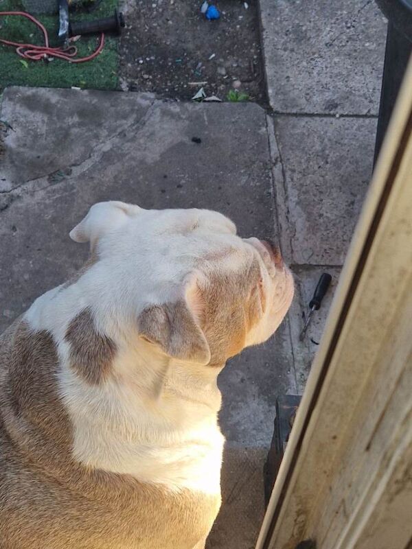 old tyme bulldog girl - Image 3 of 5