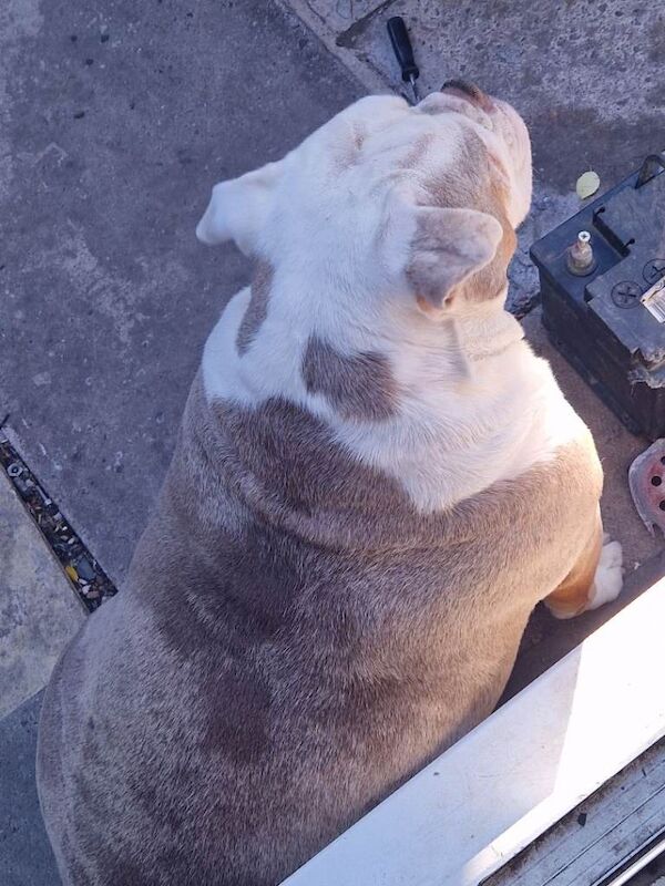 old tyme bulldog girl - Image 4 of 5