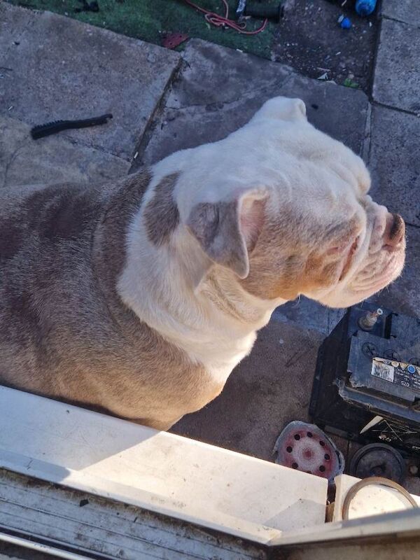 old tyme bulldog girl - Image 5 of 5