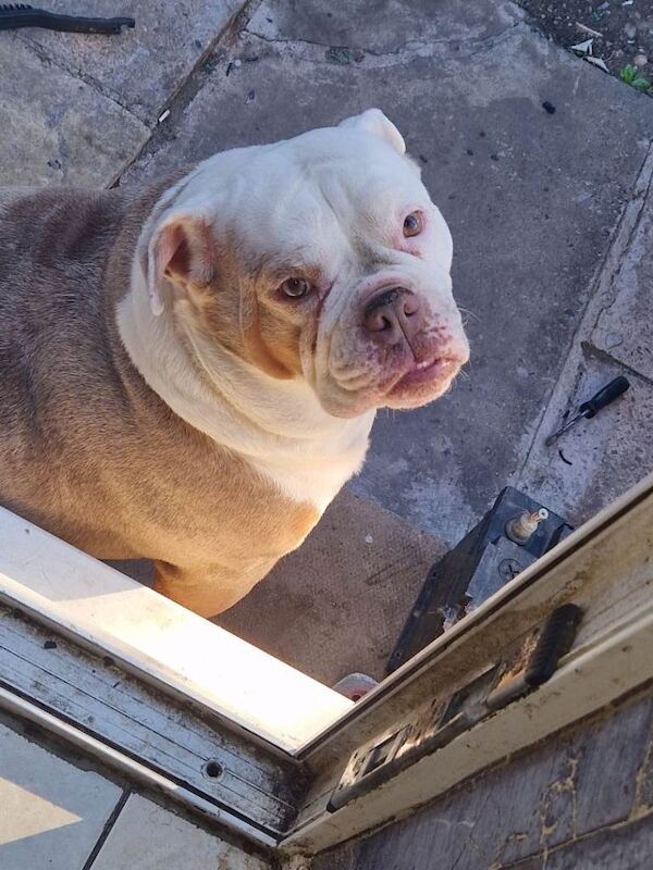 Old tyme bulldog girl