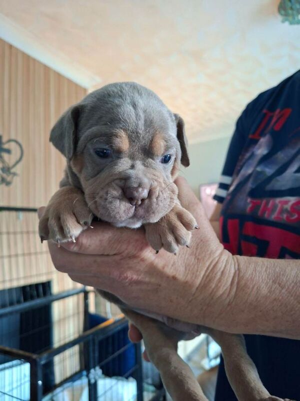 Old tyme bulldog puppies