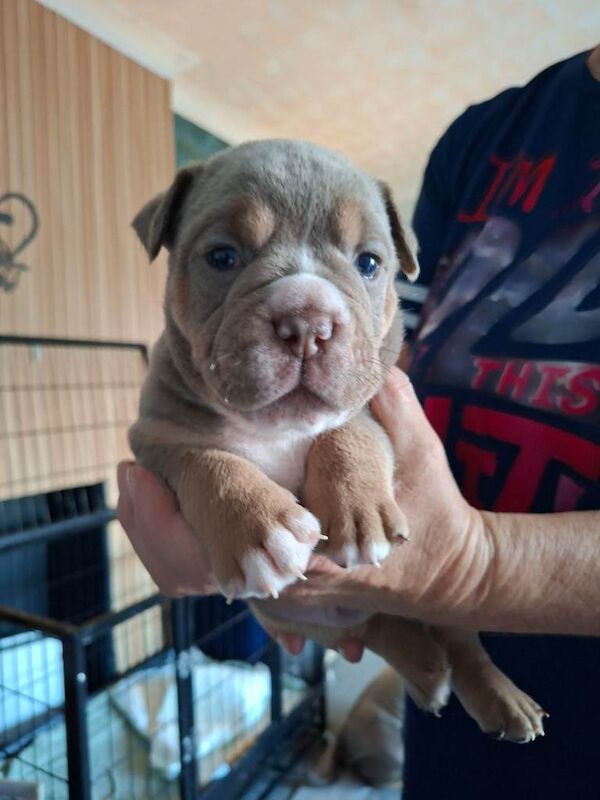 Old tyme bulldog puppies - Image 2 of 5