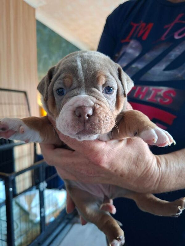 Old tyme bulldog puppies - Image 3 of 5