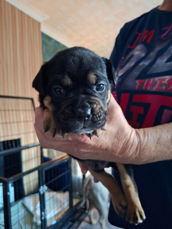 Old tyme bulldog puppies - Image 4 of 5
