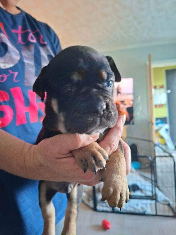 Old tyme bulldog puppies - Image 5 of 5