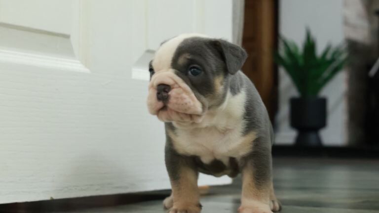 Old tyme bulldog puppies