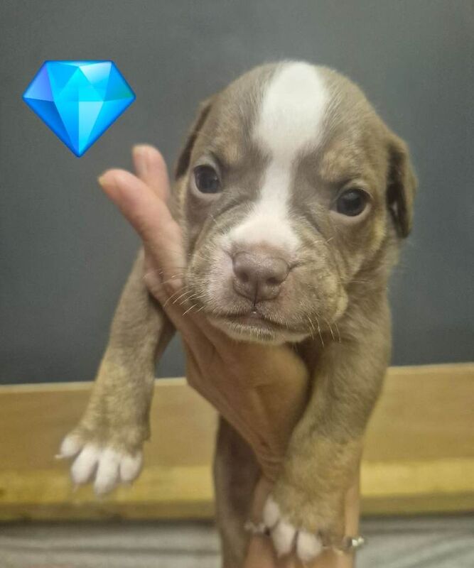 Old tyme bulldog pups