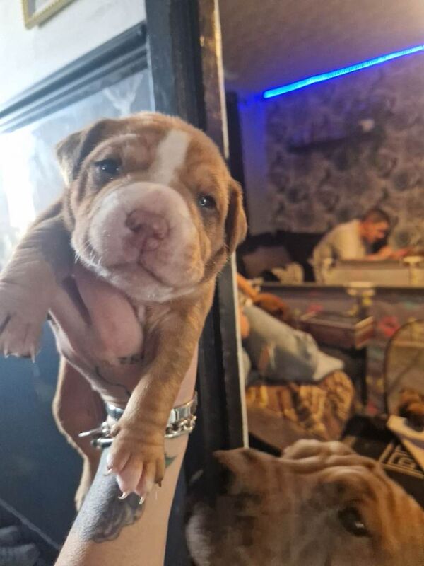 English Bulldog Puppies For Sale Under £1,000