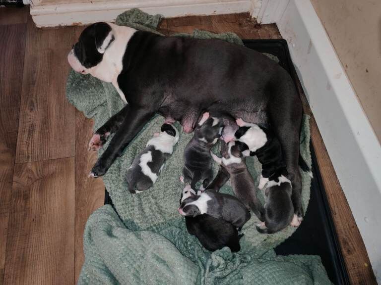 English Bulldog puppies for sale in Fleetwood, Lancashire – 4 weeks old