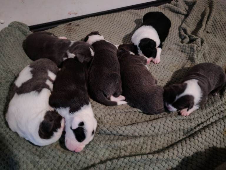 English Bulldog puppies for sale in Fleetwood, Lancashire – 4 weeks old - Image 2 of 6