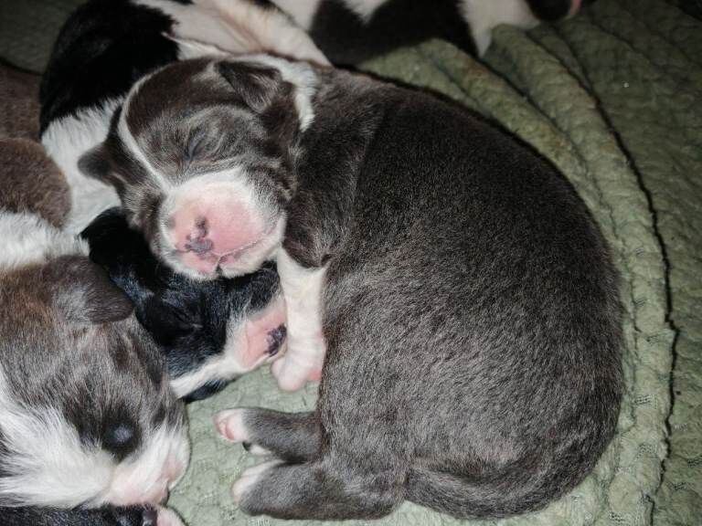 English Bulldog puppies for sale in Fleetwood, Lancashire – 4 weeks old - Image 3 of 6