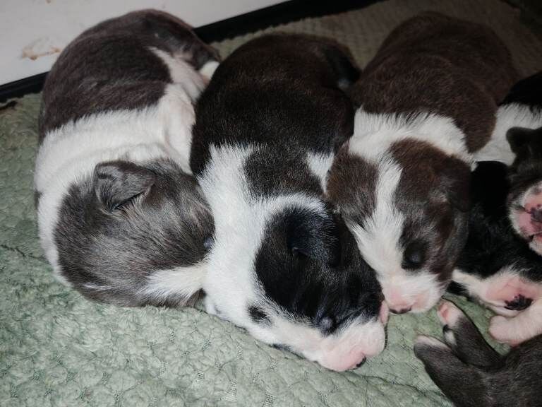 English Bulldog puppies for sale in Fleetwood, Lancashire – 4 weeks old - Image 4 of 6