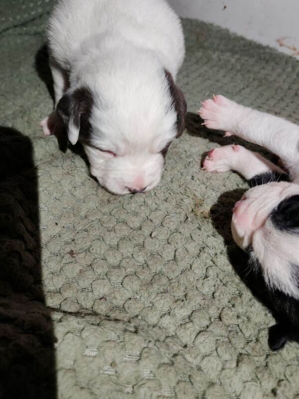 English Bulldog puppies for sale in Fleetwood, Lancashire – 4 weeks old - Image 5 of 6