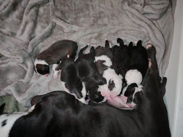 English Bulldog puppies for sale in Fleetwood, Lancashire – 4 weeks old - Image 6 of 6