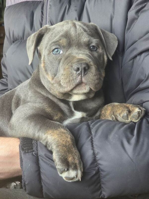 old tyme bulldog x staffy pups