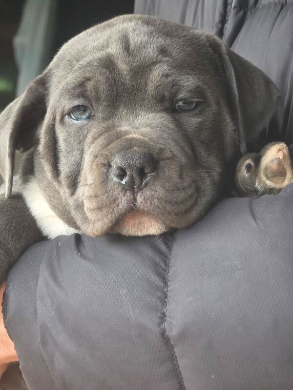 old tyme bulldog x staffy pups - Image 2 of 4