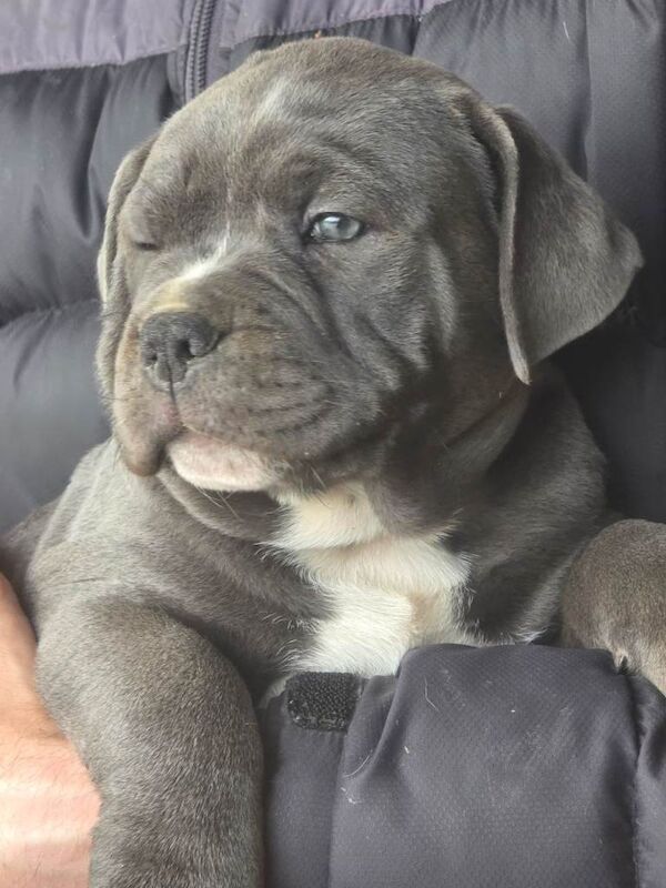 old tyme bulldog x staffy pups - Image 3 of 4
