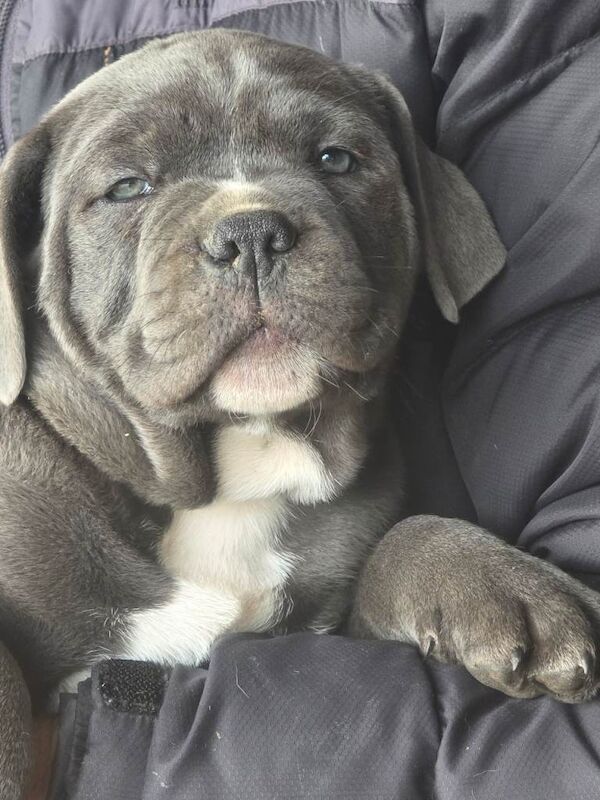 old tyme bulldog x staffy pups - Image 4 of 4