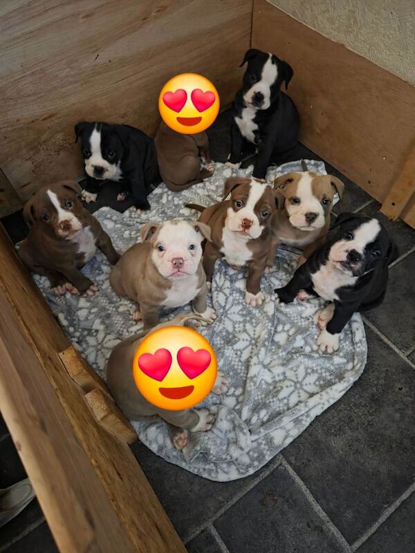 English Bulldog Puppies For Sale Under £1,000