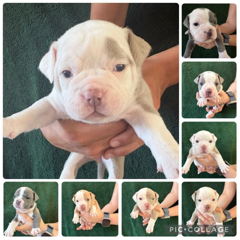 Bulldog Puppies For Sale