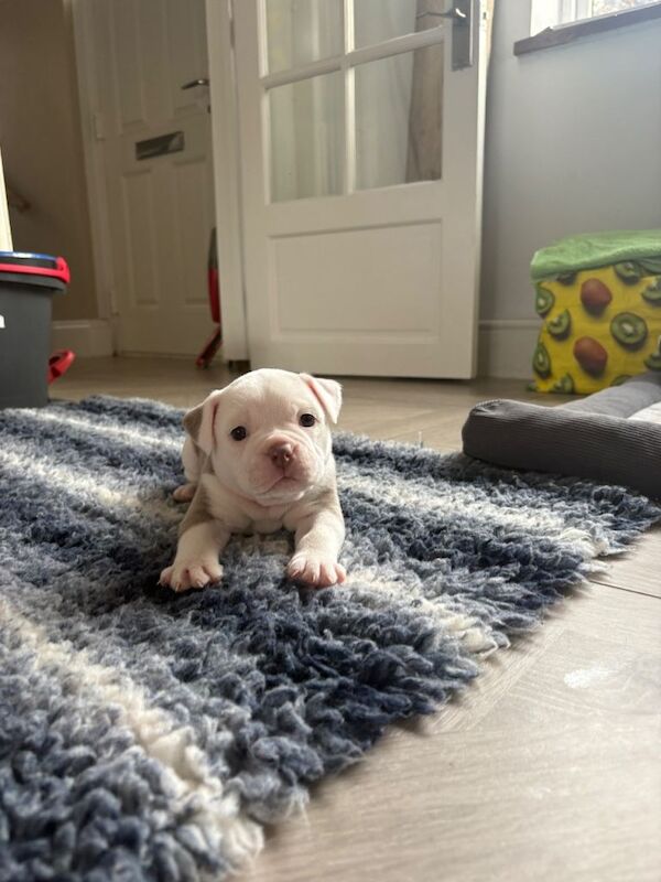 Old tyme English bulldog - Image 2 of 3