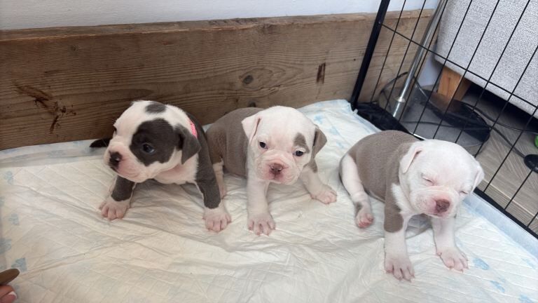 Old tyme English bulldog - Image 3 of 3