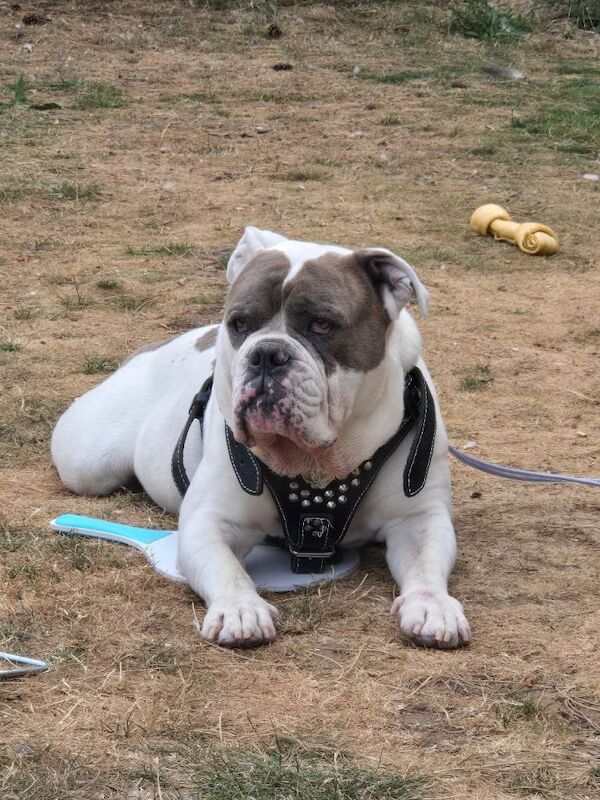 Old tyme english bulldog