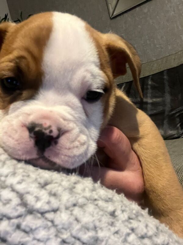 Old Tyme English Bulldog Puppies - 4 Boys & 2 Girls available in Doncaster - Image 2 of 4