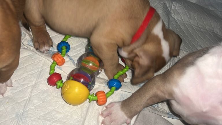 Old Tyme English Bulldog Puppies - 4 Boys & 2 Girls available in Doncaster - Image 3 of 4