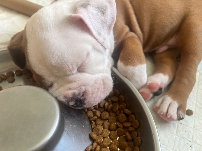 Old Tyme English Bulldog Puppies - 4 Boys & 2 Girls available in Doncaster - Image 4 of 4