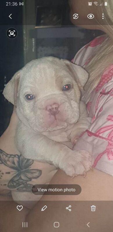 English Bulldog puppies for sale in Alum Rock, West Midlands – KC registered, 9 weeks old