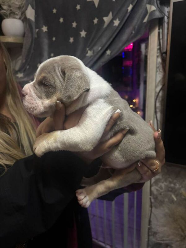 English Bulldog puppies for sale in Alum Rock, West Midlands – KC registered, 9 weeks old - Image 2 of 6