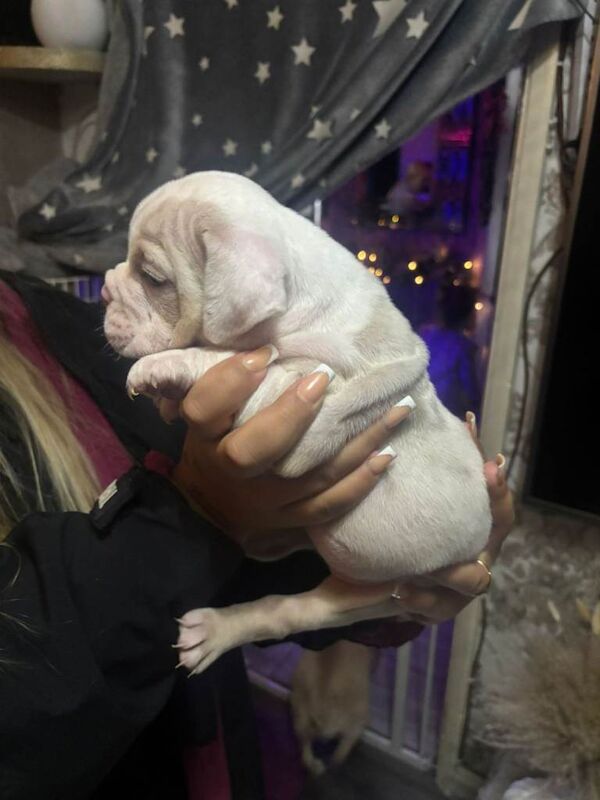 English Bulldog puppies for sale in Alum Rock, West Midlands – KC registered, 9 weeks old - Image 3 of 6