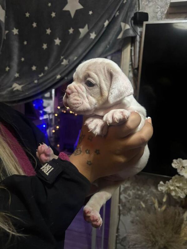 English Bulldog puppies for sale in Alum Rock, West Midlands – KC registered, 9 weeks old - Image 4 of 6