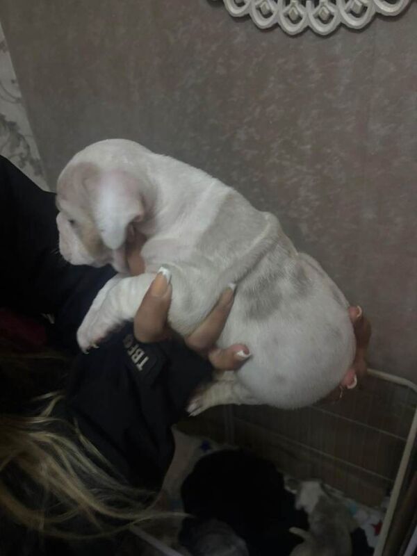 English Bulldog puppies for sale in Alum Rock, West Midlands – KC registered, 9 weeks old - Image 5 of 6