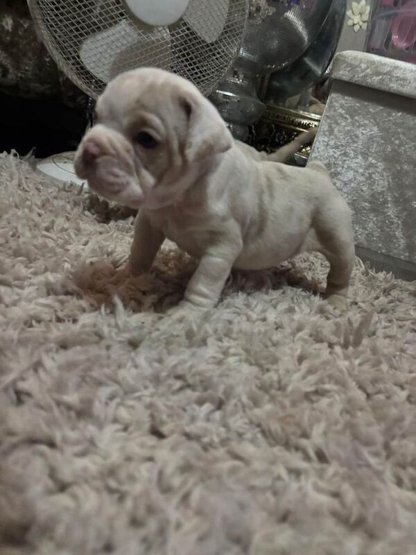 English Bulldog puppies for sale in Alum Rock, West Midlands – KC registered, 9 weeks old - Image 6 of 6