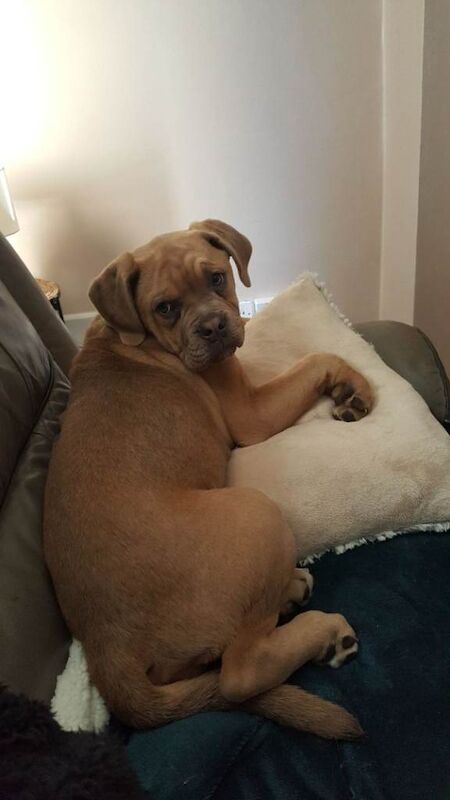 English Bulldog Puppies For Sale Under £1,000