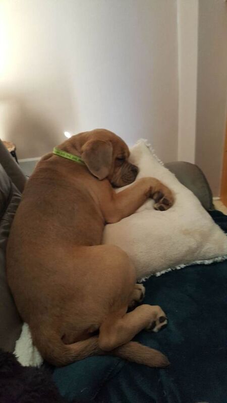 Old tyme english bulldog x cane corso - Image 2 of 4