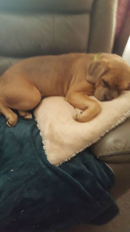 Old tyme english bulldog x cane corso - Image 3 of 4