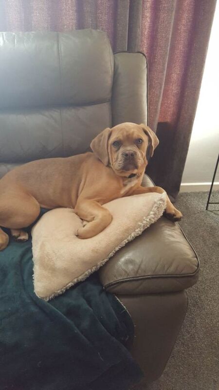 Old tyme english bulldog x cane corso - Image 4 of 4